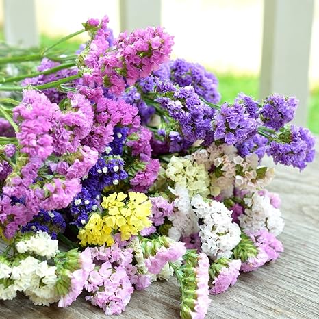 Statice Mixed Seeds Limonium Sinuatum Amazon Ca Patio Lawn Garden