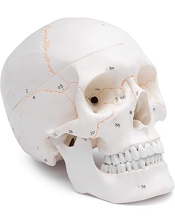 Modelos y materiales educativos médicos | Amazon.es