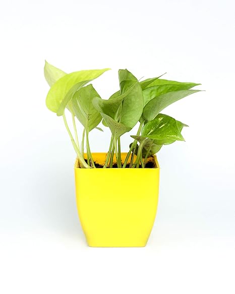 THE GREEN BOUTIQUE Money Plant with Pot for Home & Garden (Golden Money Plant)