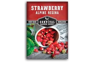 Survival Garden Seeds Alpine Regina Strawberry - 1 Packet of Fruit Seed with Instructions to Plant & Grow Wild Strawberries/Woodland Fruits in The Home Vegetable Garden - Non-GMO Heirloom Variety