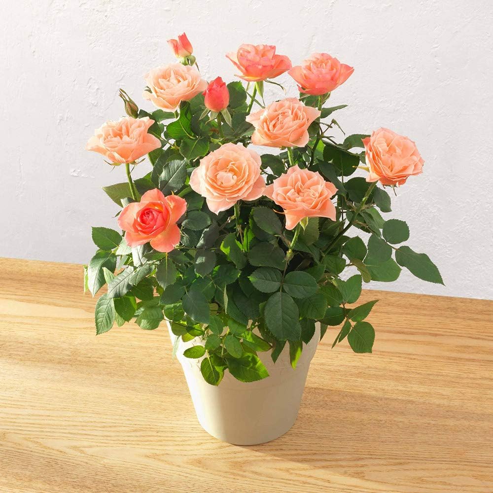 【日比谷花壇】 母の日 2021 花 ギフト プレゼント 大西 隆コレクション ミニバラ「コモ」