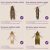 Entopest 20-Pack Clothes Moth Monitoring Pads Moth Detection view 7