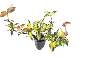 FLORIDA FOLIAGE Jasmine Summer Sunset - 3 Live Plants - Trachelospermum Asiaticum - Colorful Groundcover Vine
