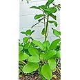 Kalanchoe Pinnata, Life Plant, Goethe, Miracle Leaf Rooted
