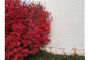 Greenwood Nursery: Live Shrub Plants - Dwarf Burning Bush + Euonymus Alatus - [Qty: 2X 3.5 Pots] - (Click for Other Available Plants/Quantities)