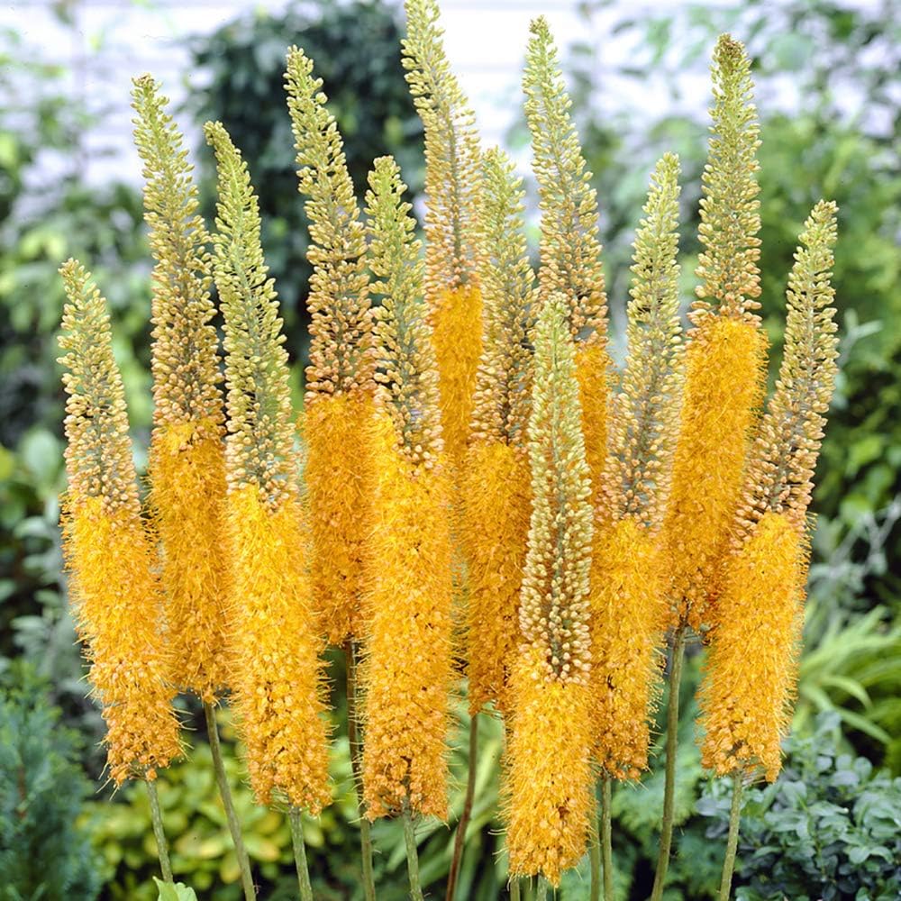 Eremurus × isabellinus 'Pinokkio' Large Plant in a 4L Pot