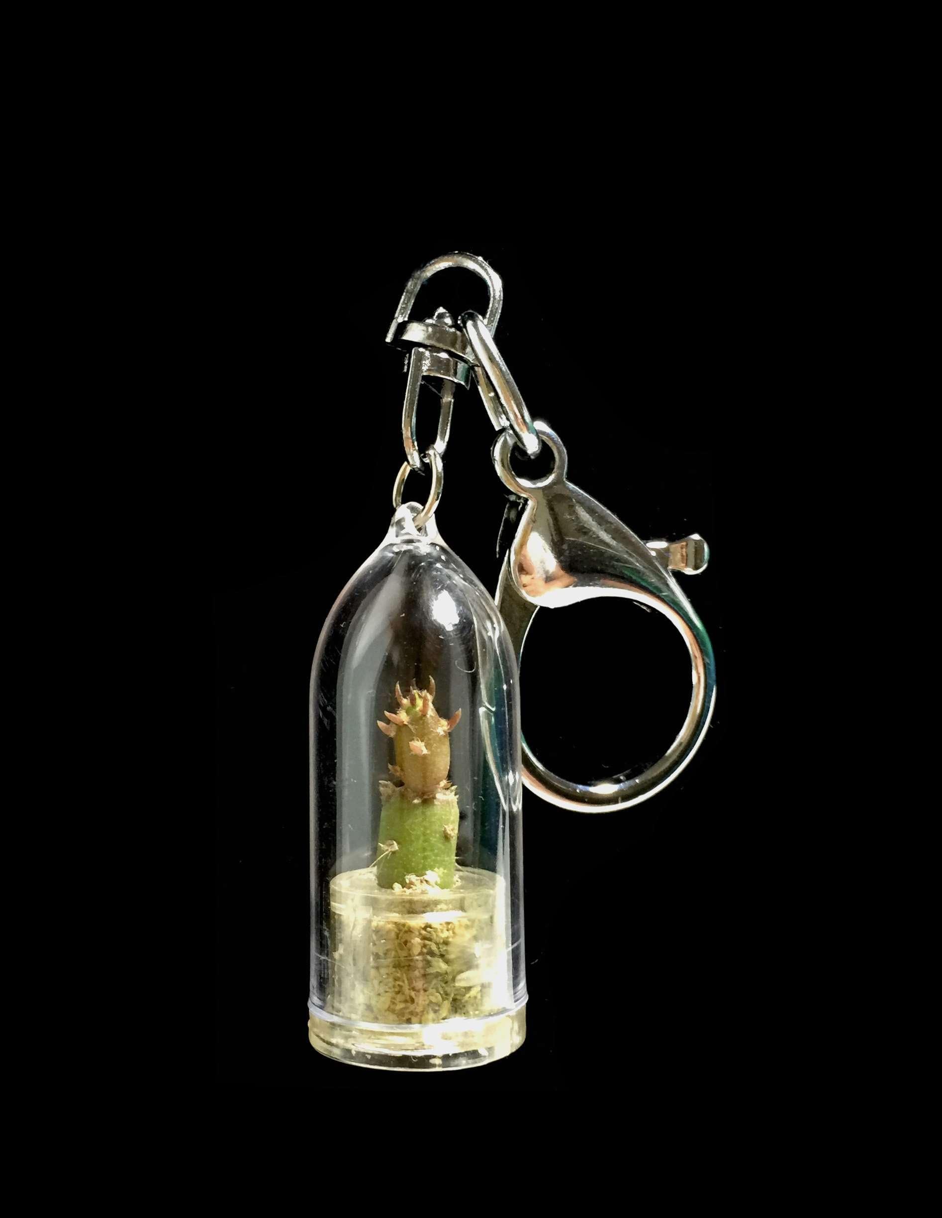 Live Cactus Keychain Wearable Miniature Bonsai Cactus Keychain Nature Terrarium