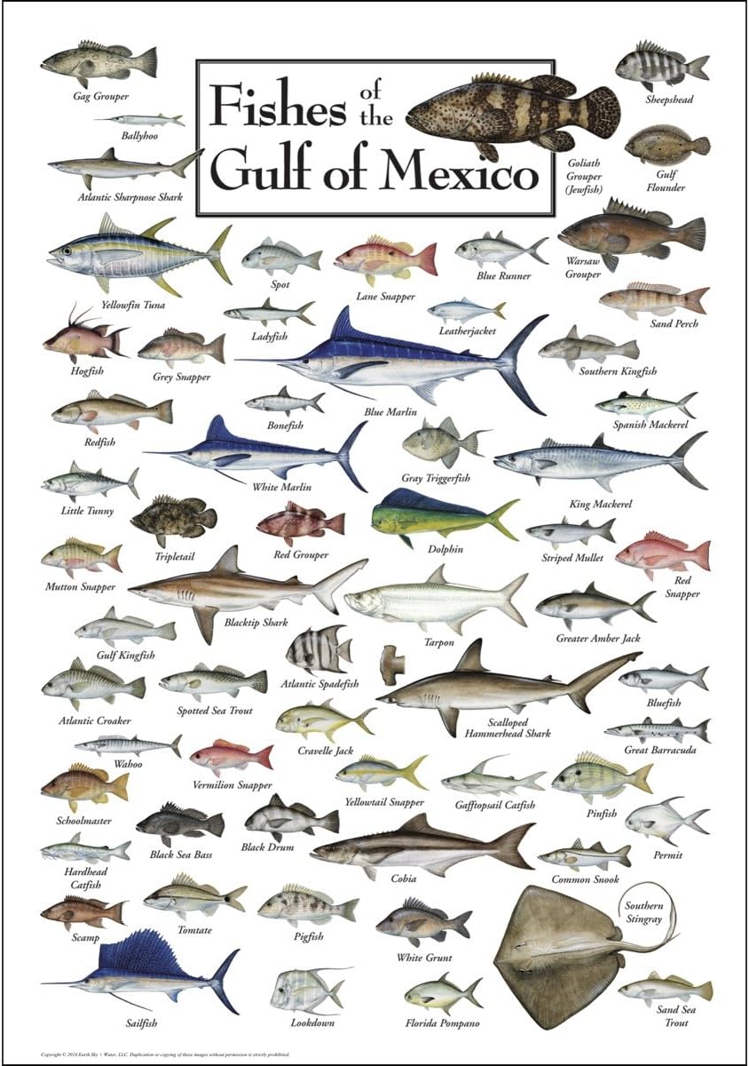 images Golf Von Mexiko Tiere earth sky water poster fische des golf von mexiko