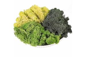 TAVKITE 9 OZ Preserved Moss, Natural Live Moss, Fake Moss for Potted Plants, Spanish Moss for Terrariums Gardening Art, Vase Fillers, Craft Floral Wall, Wedding Decor (Green, Dark Green, Chartreuse)