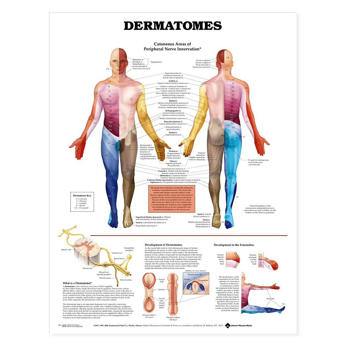 Anatomical Chart Dermatomes