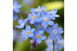 Chalily Forget-me-not, a Great Live Pond Plant for Your Water Garden. Filters koi and Goldfish Ponds. Good for Bogs, Plant Shelf or Shallow Water This marginal Aquatic is a Real Beauty