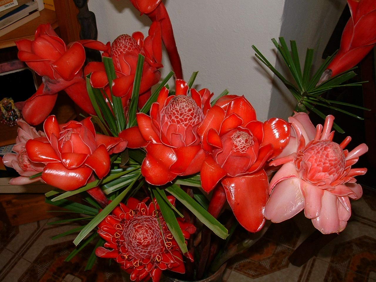 Asklepios Seeds 30 Seeds Ettlingera Elatior Torch Ginger Ginger Flower Red Ginger Lily Torch Lily Wild Ginger Combrang Bunga Kantan Philippine Wax Flower Buy Online In Barbados At Barbados Desertcart Com Productid