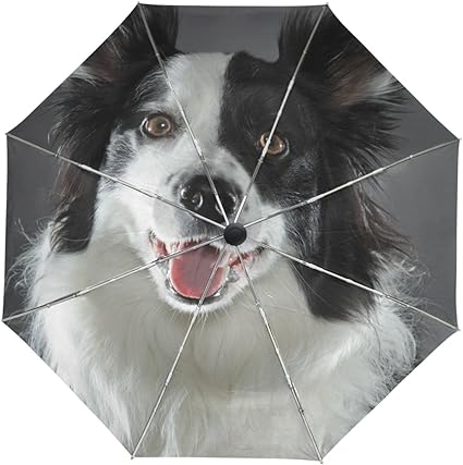 border collie umbrella