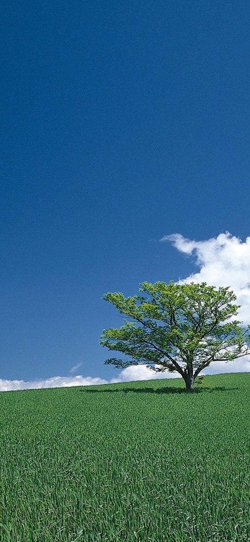 PeelitStickit, Beautiful Nature Wall Murals, ID-0893, vinyl