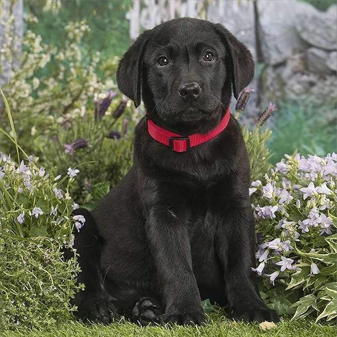 Amazon Com Labrador Retriever Calendar 2021 Black Dog Breed Calendar Wall Calendar 2020 2021 Office Products 2021 akc labrador calendar