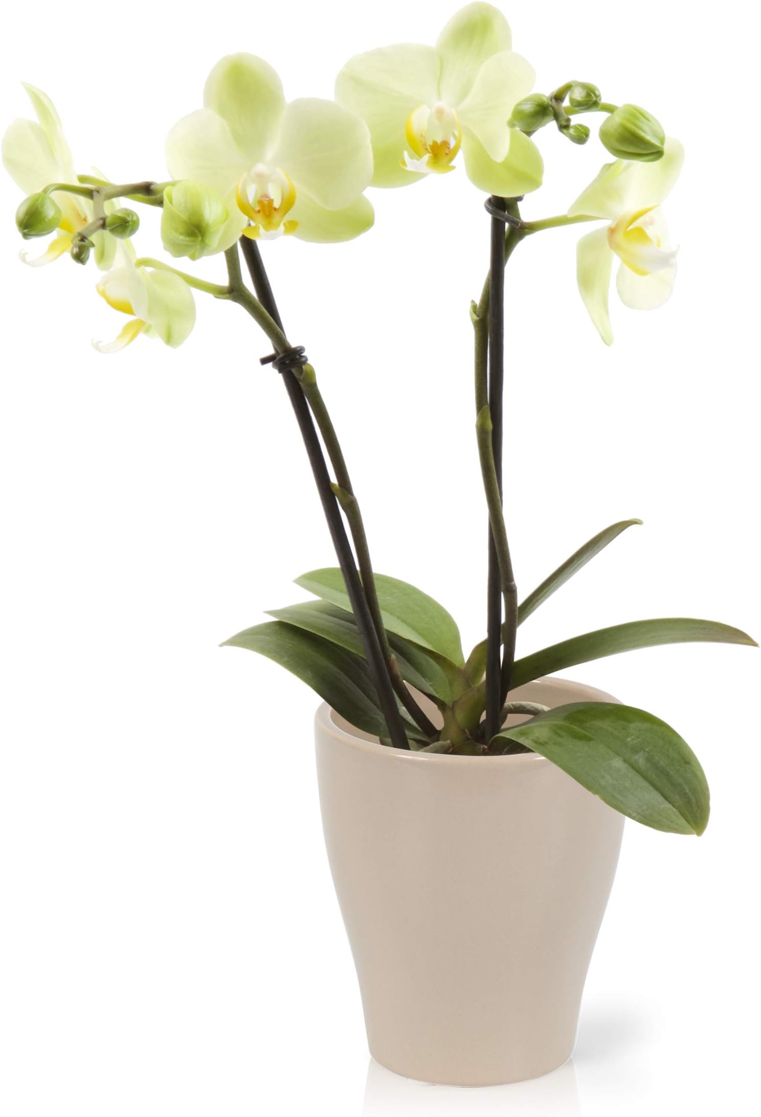 Color Orchids AMZ1201DGY2Y Phalaenopsis, Yellow