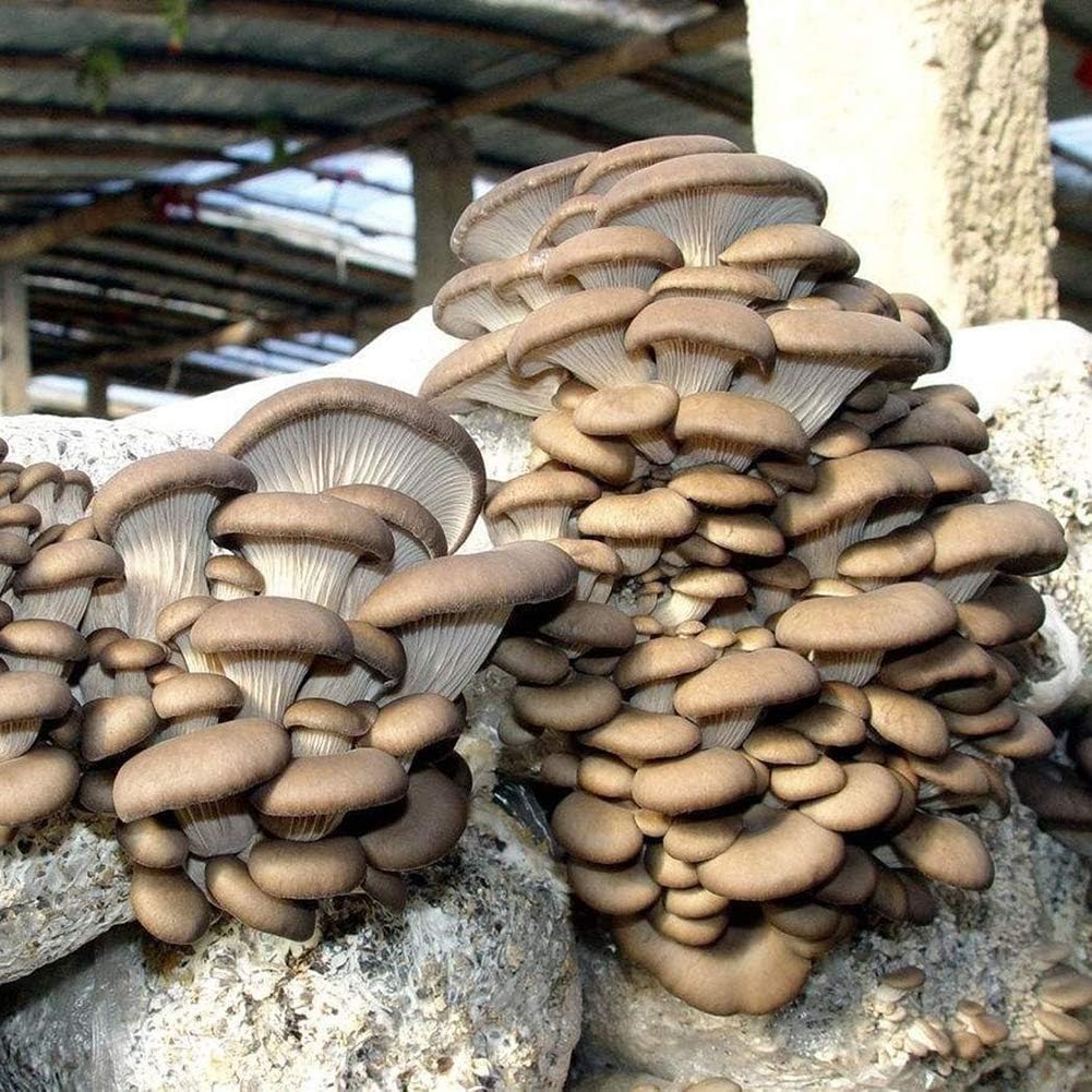 Verlike 150Pcs Delicious Mushroom Seeds Fragrant Blooms Garden CourtVegetable Plant, Seeds for Plainting, Easy to Grow Flower Plants Seeds Mushroom Seeds