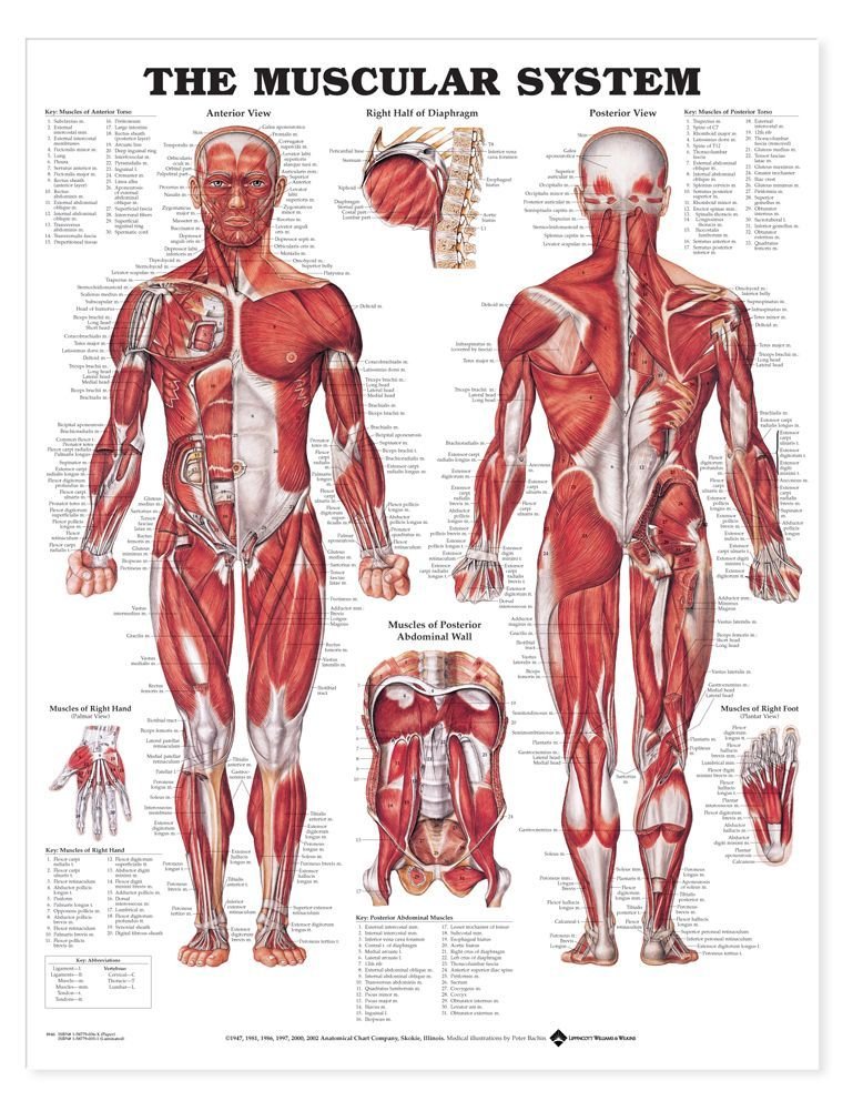 Anatomical Chart The Muscular System (Laminated)