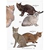 ASPCA Complete Guide to Cats: Everything You Need to Know About Choosing and Caring for Your Pet (Aspc Complete Guide to) - Image 7