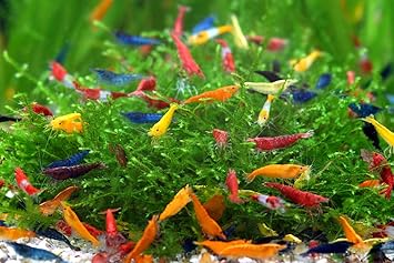 Bachflohkrebse Garnelen Garnelenmix 10 Stuck Amazon De Haustier