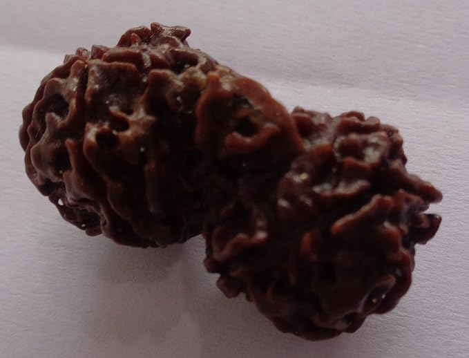 100% Original & Natural Gauri Shankar Nepal Rudraksha