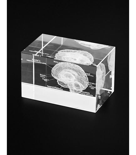 Amazon.com: XINDAM 3D Human Heart Anatomical Model Statue