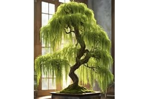 CZ GRAIN Eversong Weeping Willow Bonsai Tree Cutting to Grow - Thick Trunk Cutting, Fast Growing- Great Gift