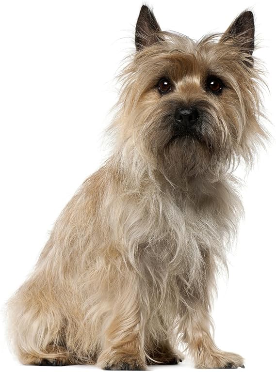 best dog clippers for cairn terrier