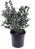 Ilex X meserveae 'Blue