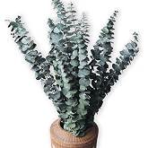 Eucalyptus for Shower 10 Pcs Hanging Dried Eucalyptu Stems 17" Real Eucalyptus Bundle 100% Made from Fresh Eucalyptu Wedding Decor Home Decor Farmhouse Room Decor DIY Artificial Plants Flowers