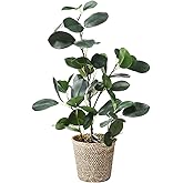 SAROSORA Artificial Ficus Tree Small Fake Plants in Weaved Pot 20" Height for Living Room Desktop Decor Indoor Home Office Ins Style (Green, 1)