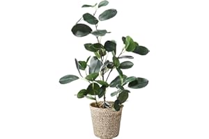 SAROSORA Artificial Ficus Tree Fake Plants in Weaved Pot 20" Height for Living Room Decor Indoor Home Office Ins Style (Green, 1)