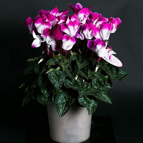 Amazon すぐ届く厳選シクラメン クリスマス お歳暮 ギフト 店長こだわり珍しい逸品 シクラメン鉢 ラッピングしてお届け 鉢花 鉢植え フラワーギフト シクラメン 早い者勝ち いろいろな珍しい種類が選べます Primeお急ぎ便 4寸鉢 色おまかせ マルチカラー 観葉