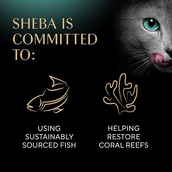 SHEBA PERFECT PORTIONS WET CAT FOOD CUTS IN GRAVY VARIETY PACK, ROASTED CHICKEN ENTREE, WITH SUSTAINABLE SALMON, AND TENDER TURKEY ENTREE, 2.6 OZ. TWIN-PACK TRAYS (24 COUNT, 48 SERVINGS)