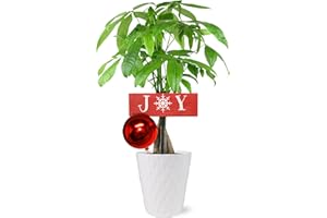 PLANTS & BLOOMS SHOP Just Add Ice SA5126 Money Tree in White Ceramic with Red Ornament and Joy Pick, Live Indoor Plant, Traditional Christmas Décor or Holiday Gift, 5" Diameter, 16" Tall