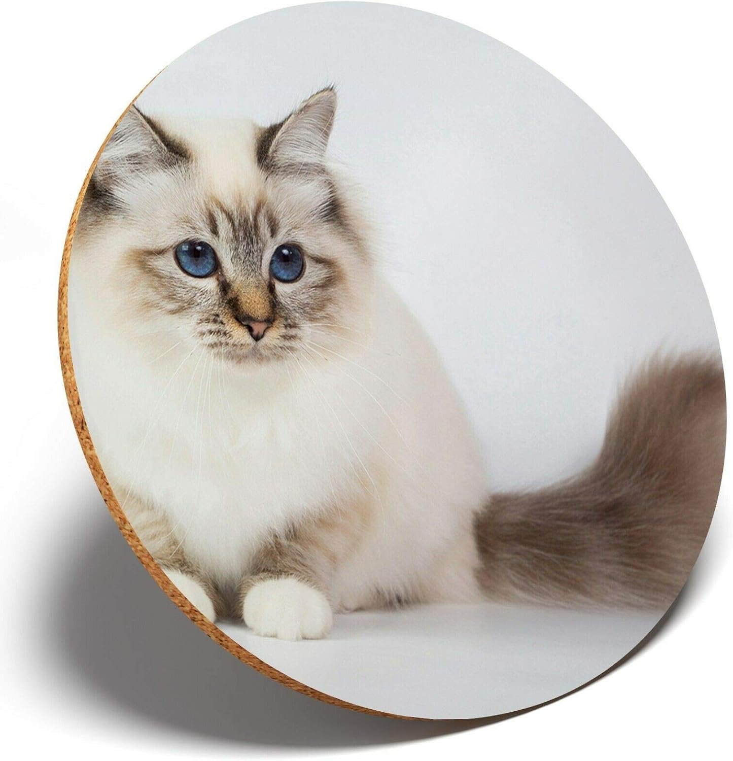 sacred birman cat