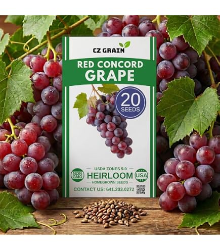 Amazon.com : Wine Grape Vine Seeds for Planting - 100+ Seeds