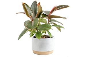Costa Farms Ficus Live Plant in Decorative Pot, Indoor Houseplant, Assorted Variety, Home, Room, or Office Decor, Great House Warming or Birthday Gift, 12-18 Inches Tall
