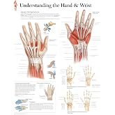 Understanding the Hand &amp; Wrist chart: Laminated Wall Chart