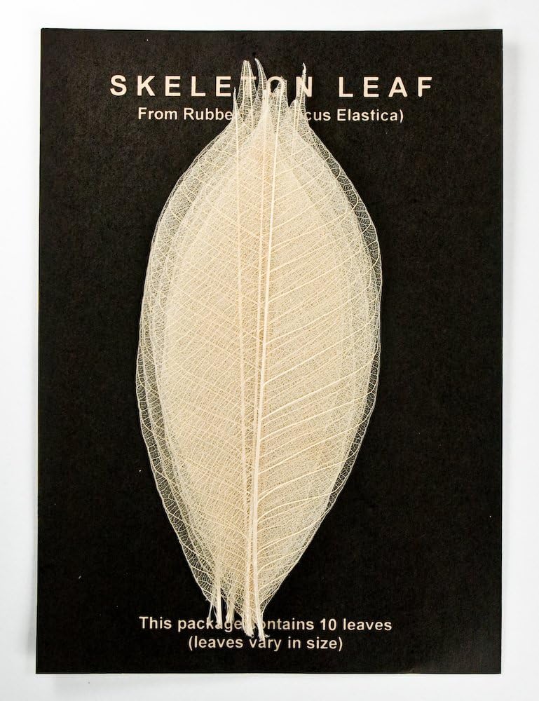 Natural Rubber Tree Leaves - Pack of 100 Skeleton Leaves