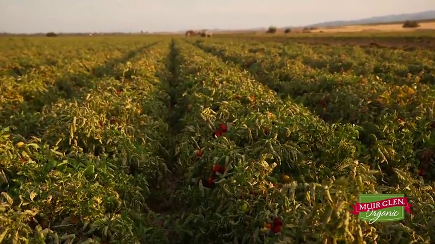 6 Muir+Glen+Organic+Tomato+Sauce