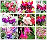 Fuchsia Flower Seeds Perennial Home Bonsai Multi