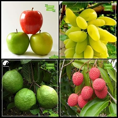 Creative Farmer All Season Seeds Combo Fruit : Apple, Grape, Kilo Pera, Lychee Tree Seeds Fruit Seeds For Home Garden