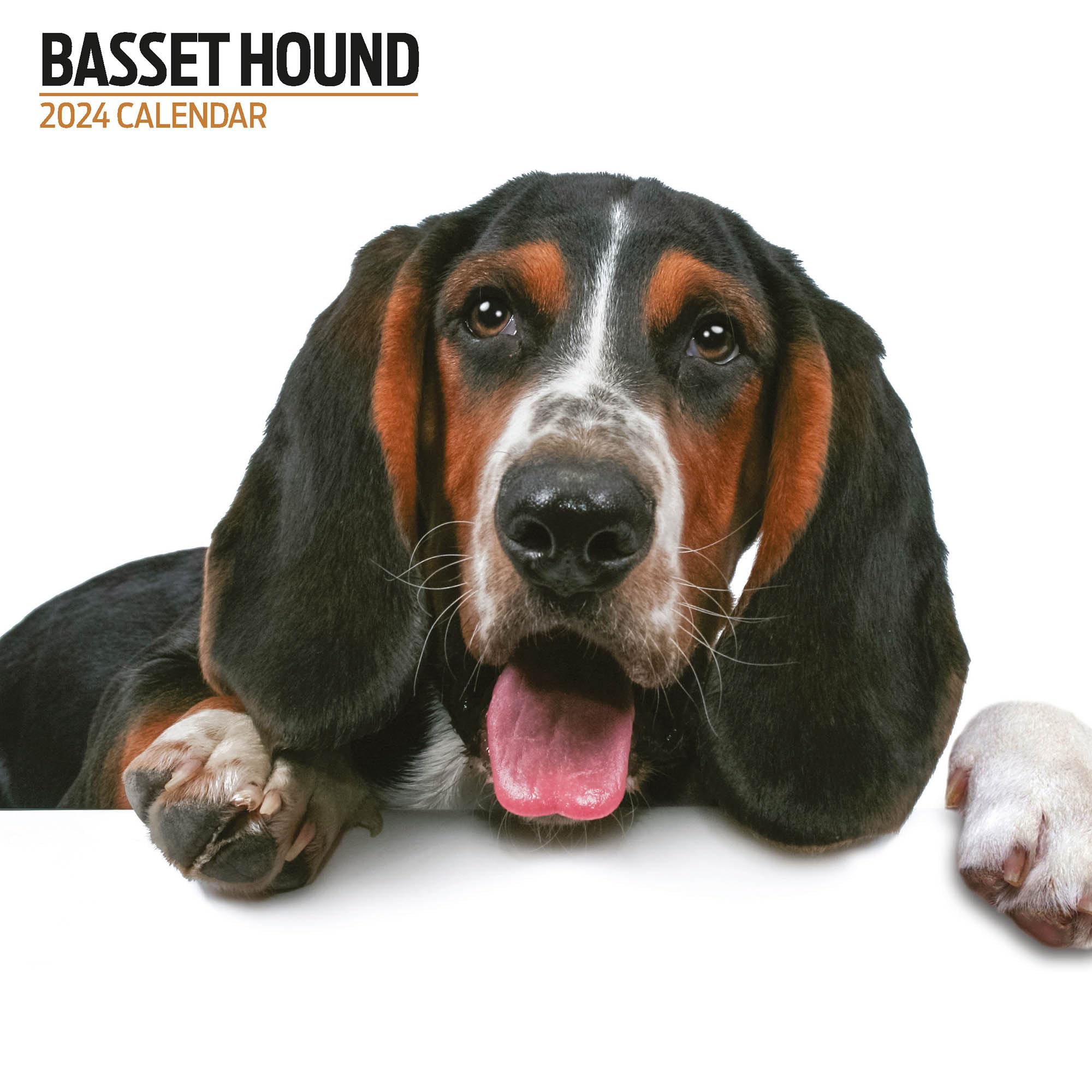 Basset Hound Modern 2024 Calendar