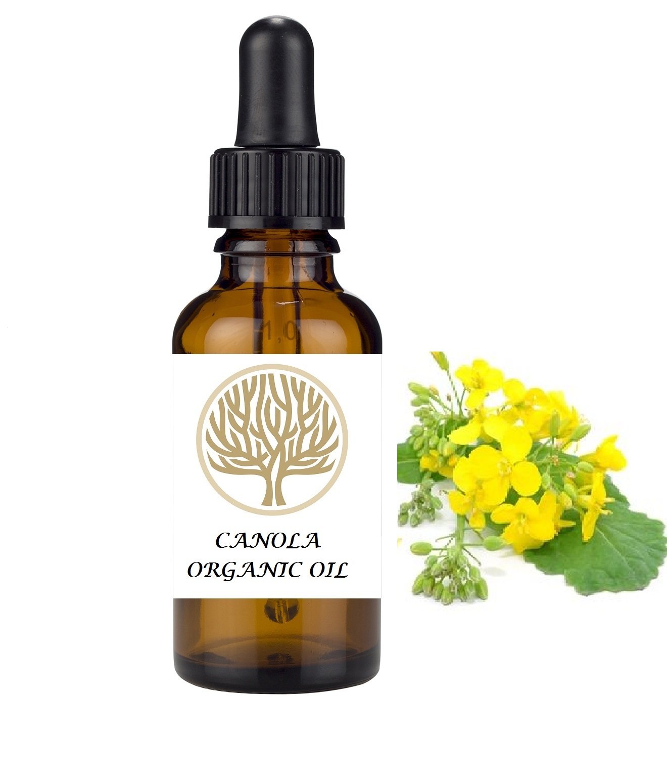 100% NATURAL Organic Canola Oil. Very high in minerals, vitamins and is high in GLA acids. (30ml)