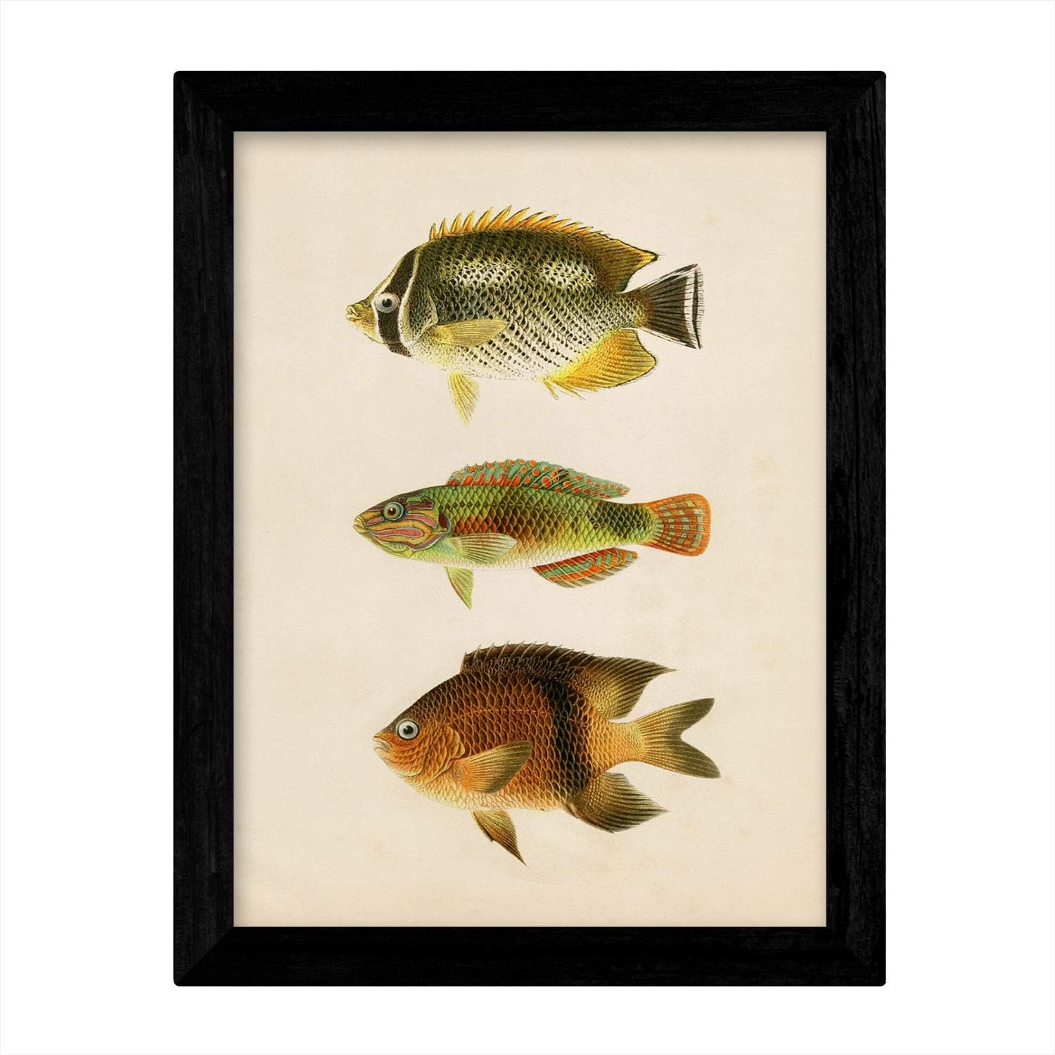 Nacnic Set 4 sheets of fish vintage colorful effect. Mahava ...