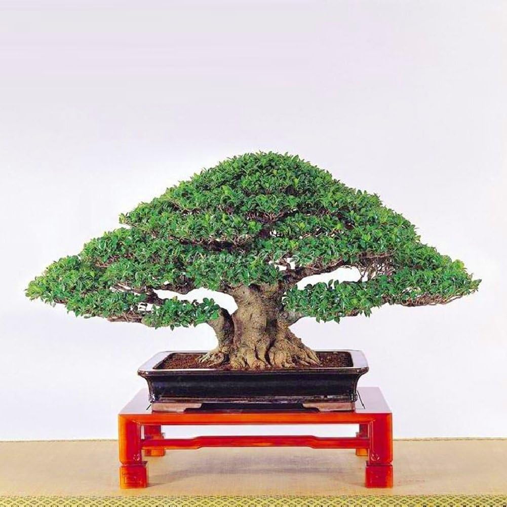 Opla3ofx 50Pcs Chinese Ficus Tree Seeds Roots Bonsai Banyan Garden Outdoor Woody Plant Seeds for Planting,Idea Outdoor and Indoor Ornament