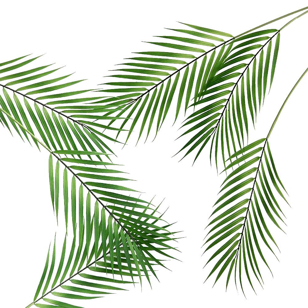 Which Is The Best Monstera Home Decor