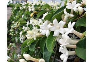 S-PONE 100+ Jasmine Jasminum Seeds Shrubs Vines Plants Rare Beautiful Vine Home Garden