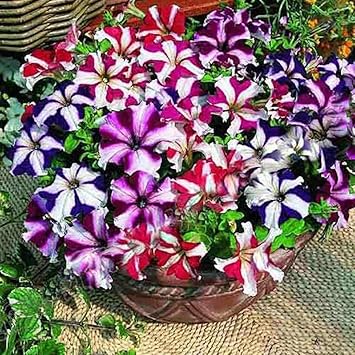 Kisshes Seedhouse 10pcs Rare Pétunia Retombant Easy Wave
